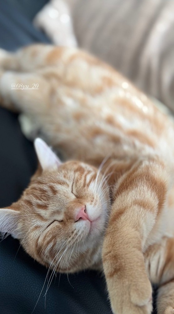 寝そべる猫