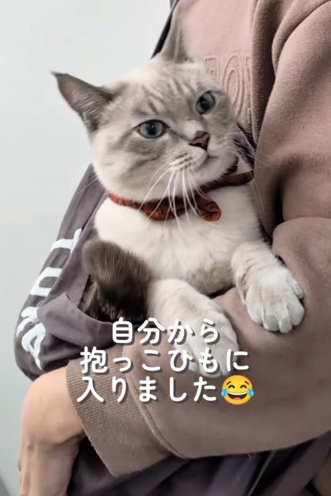 抱っこ紐の中に入った猫