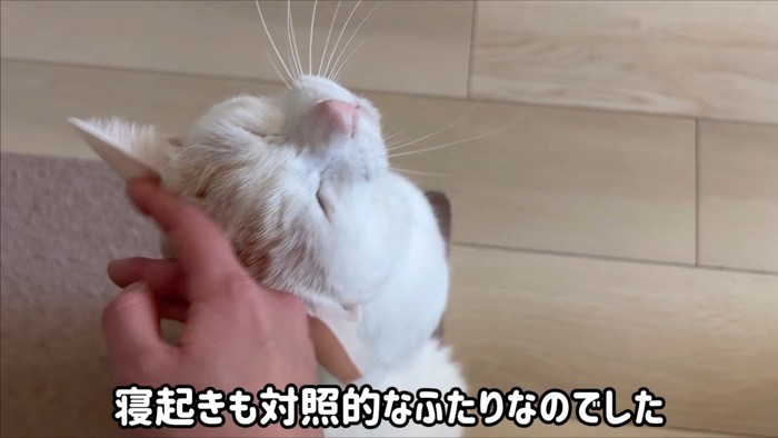 ハルくんをなでなで