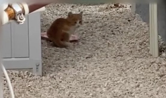 ご飯皿の前に座る子猫