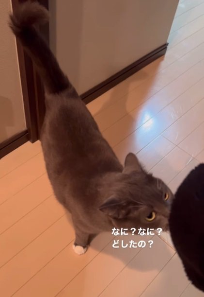 においを嗅ぐ猫