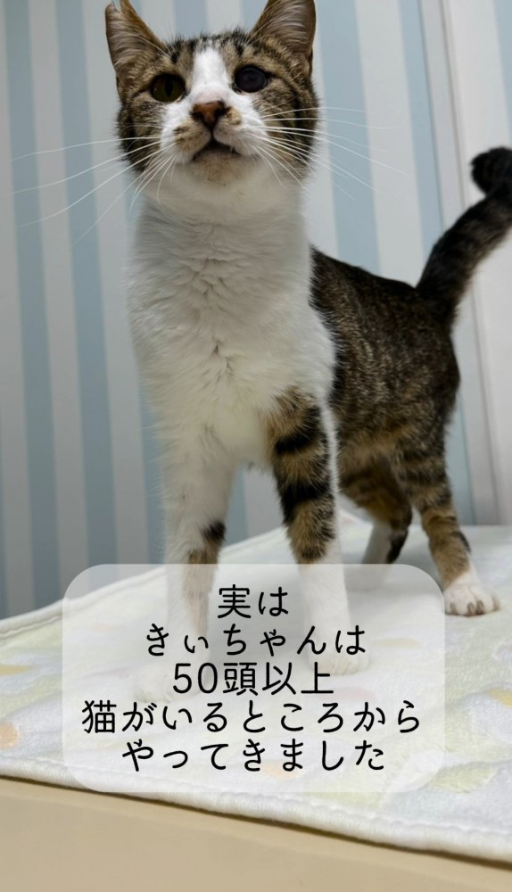 立っている猫