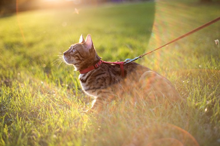 猫を散歩させる