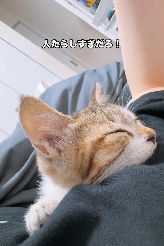 人の体の上で寝る子猫