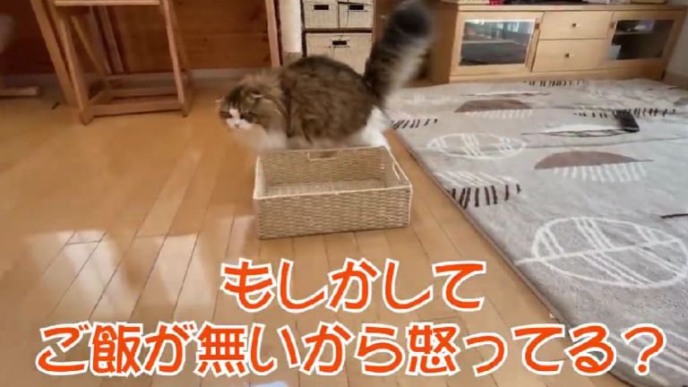 部屋を歩く猫