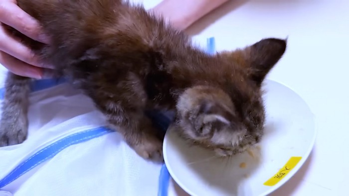 ごはんを食べる子猫