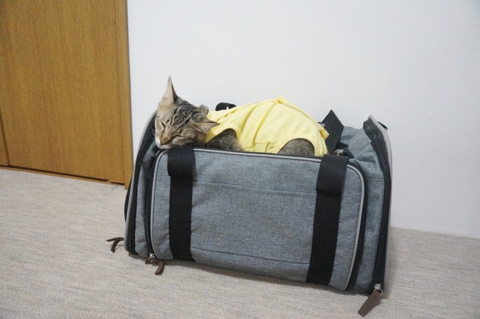 キャリーケースの上で眠る術後服の猫