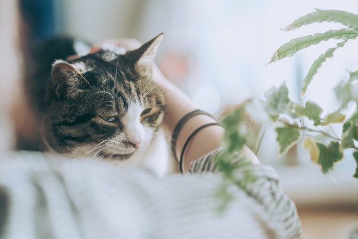 猫の首の後ろを撫でる女性