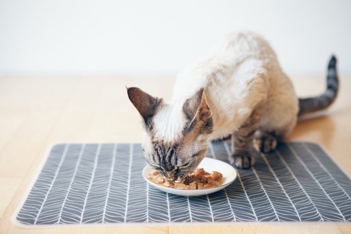 ウエットフードを食べる猫