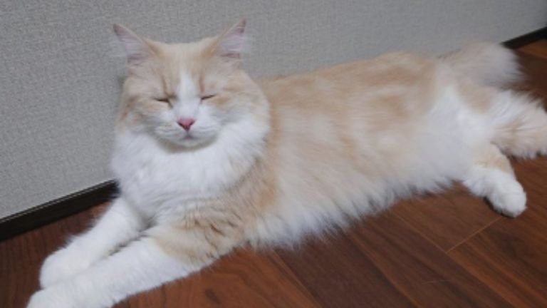 室内にいる猫