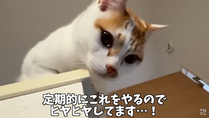 猫のアップ