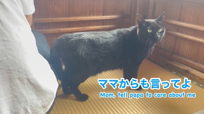 横を向く猫