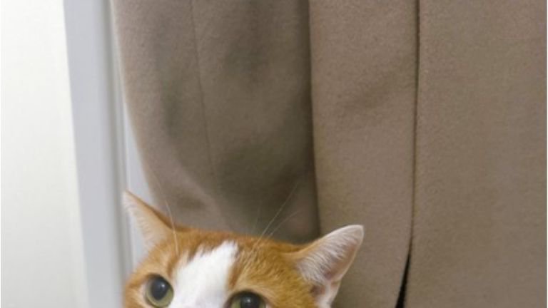 お風呂場にいる猫