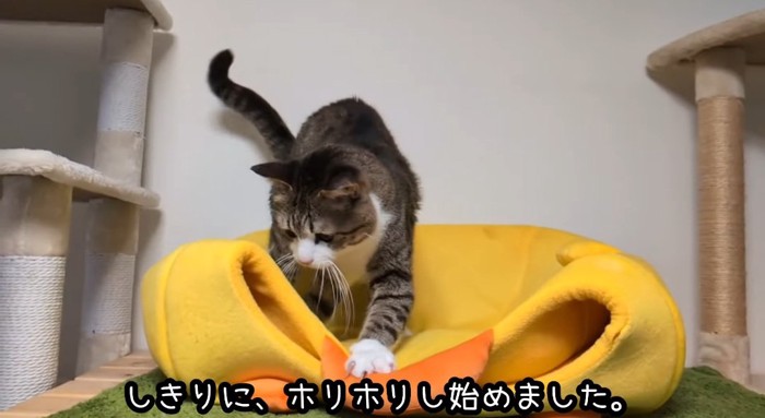 ハウスの上の猫