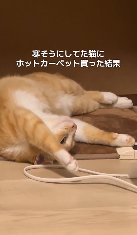 ホットカーペットの上で寝転がる猫（目を開き気味アップ）