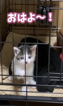 ケージ内で鳴く子猫