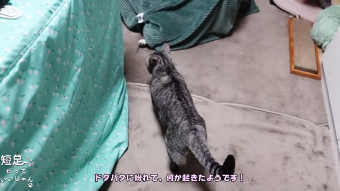 縞模様の猫の後ろ姿