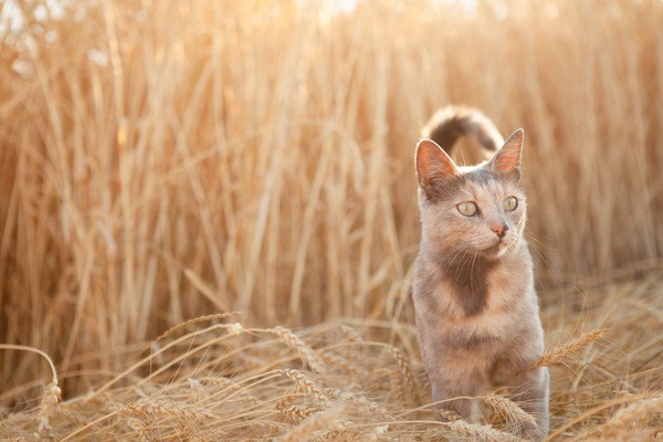 畑と猫