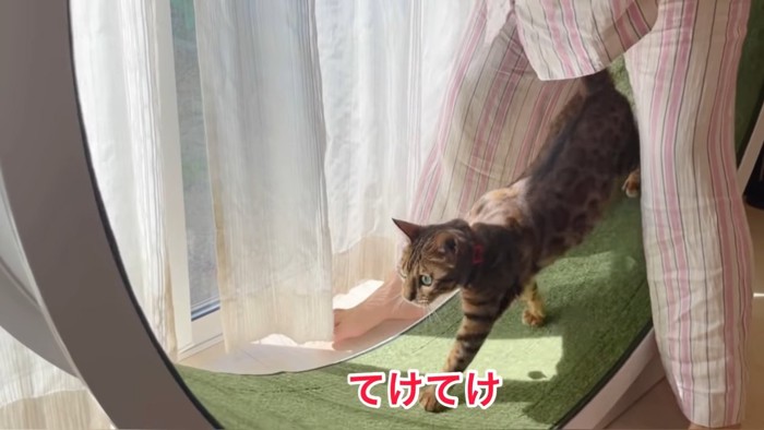 回し車を回してもらって歩く猫