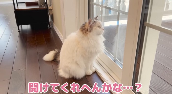 外を眺める猫