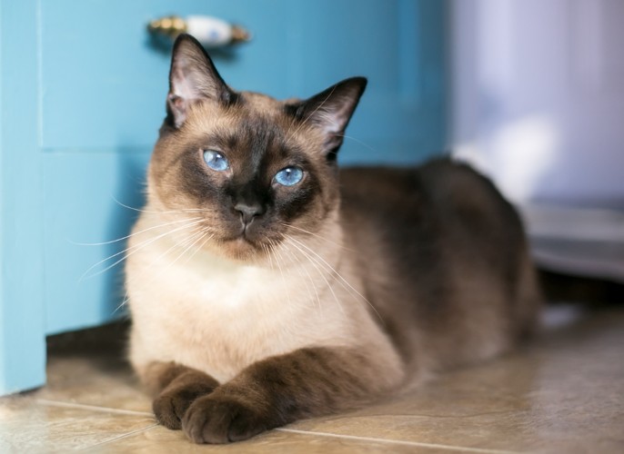 シールポイントのシャム猫