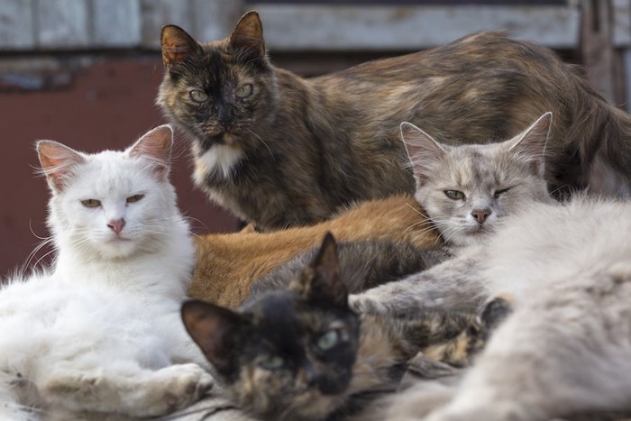 寄り添って暮らす野良猫たち