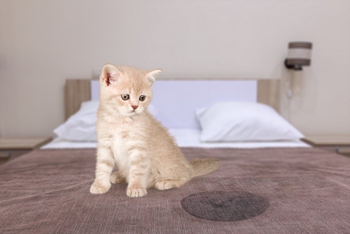 ベッドでトイレをしてしまった猫