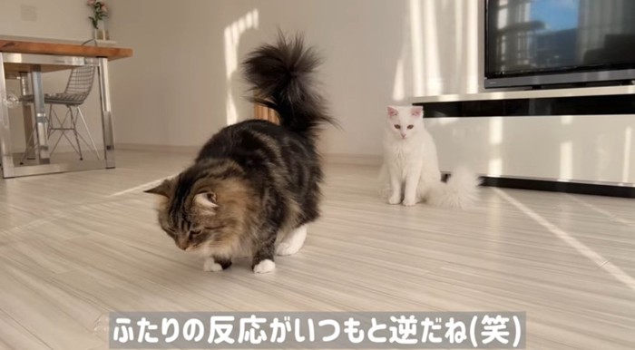 シャボン玉を見つける猫