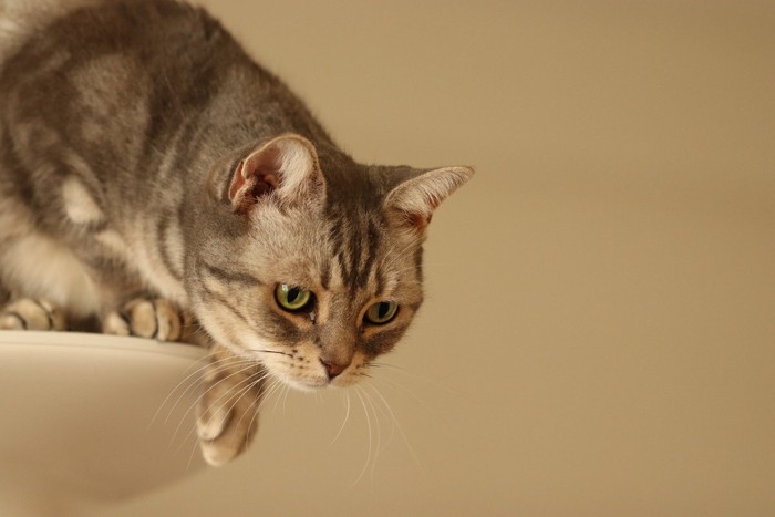 獲物に狙いを定めた猫