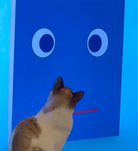 テレビを眺める猫