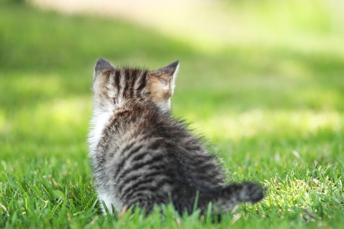 後ろ向きのふわふわの子猫