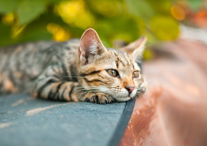 心が離れた猫