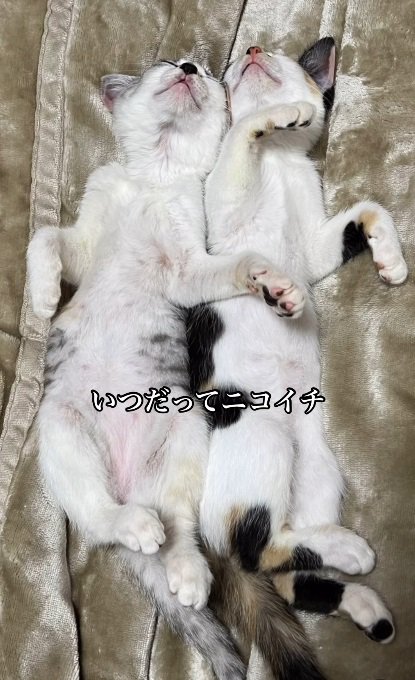 一緒に寝る子猫