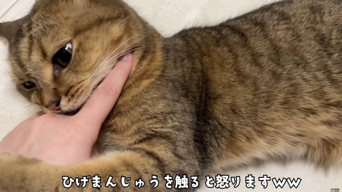 ミヌエットが飼い主の指に噛みついた瞬間