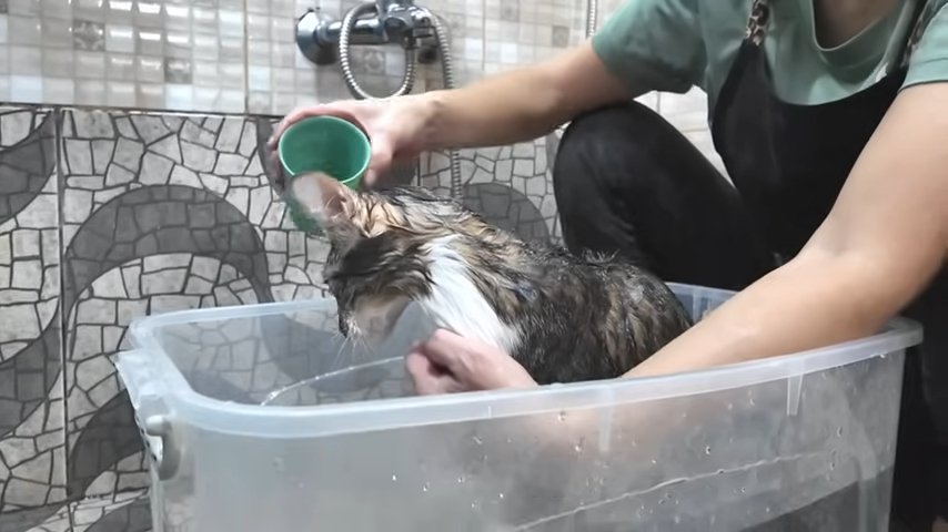 乳酸菌を入れる飼い主