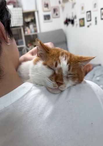 目を瞑る猫
