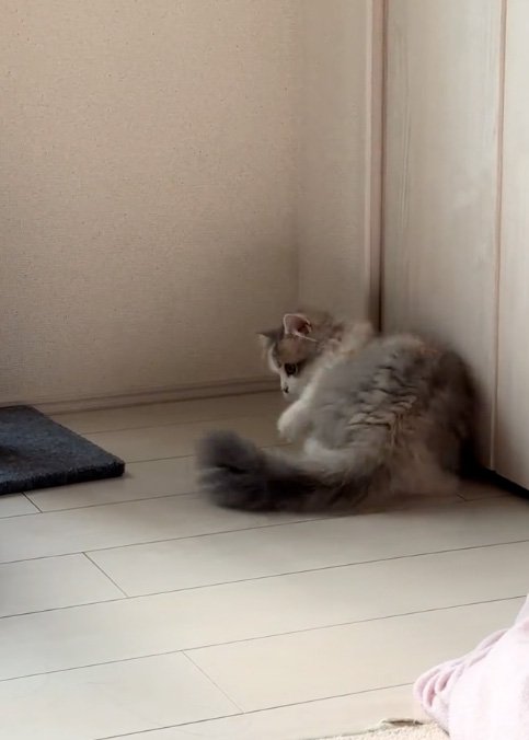 見る猫