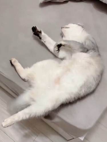 猫がへそ天でエアふみふみする様子