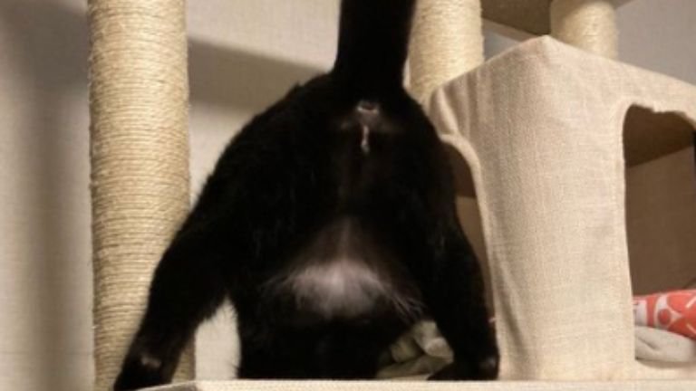 猫の足