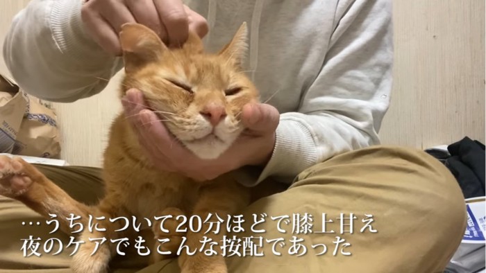 首をつままれる猫