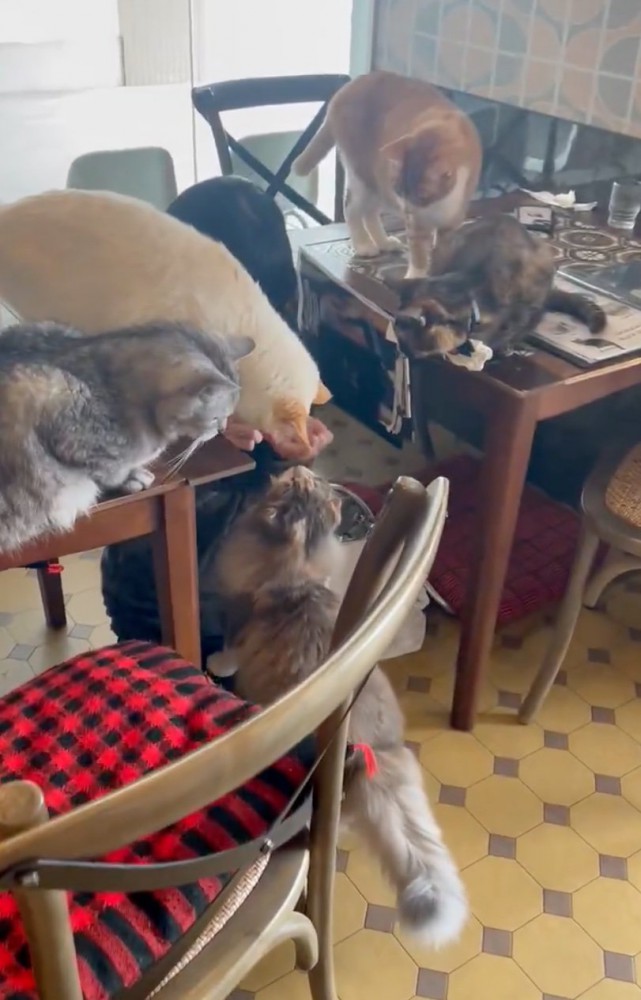 猫のお世話