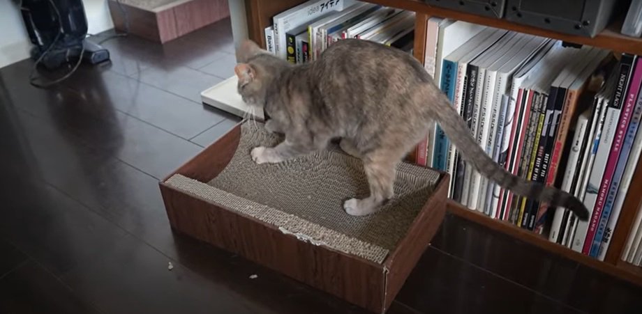 爪を研ぐ猫