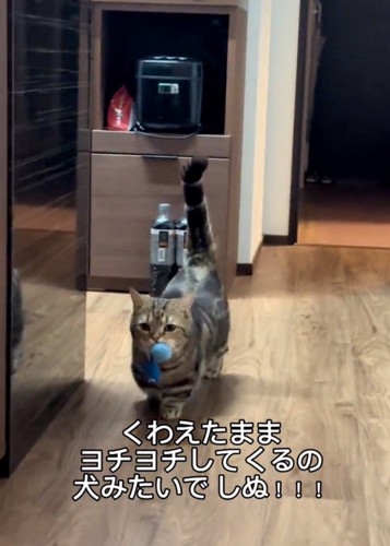 歩いて戻ってくる猫