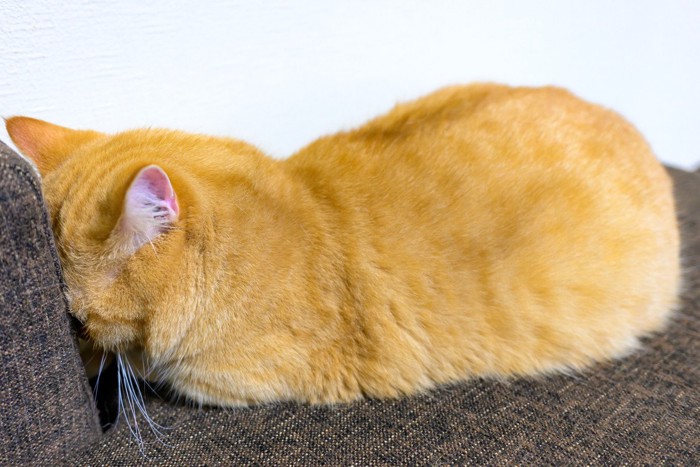 家具に顔を押し付ける猫