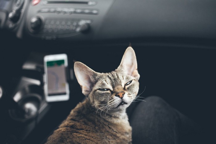 車の中の眠そうな猫