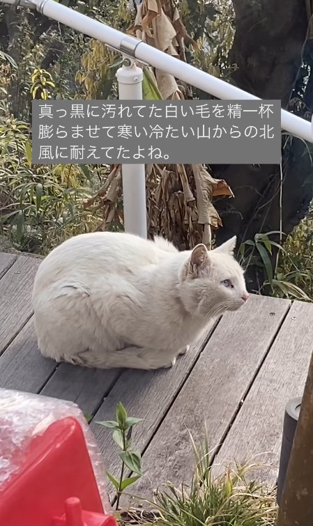 外で香箱座りをしている猫の横顔