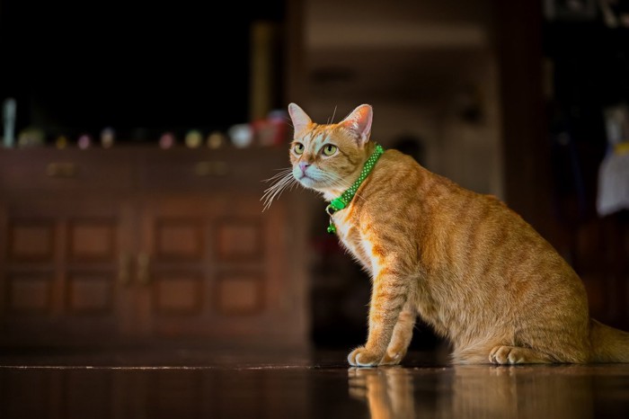 どこかを見つめる緑首輪の猫