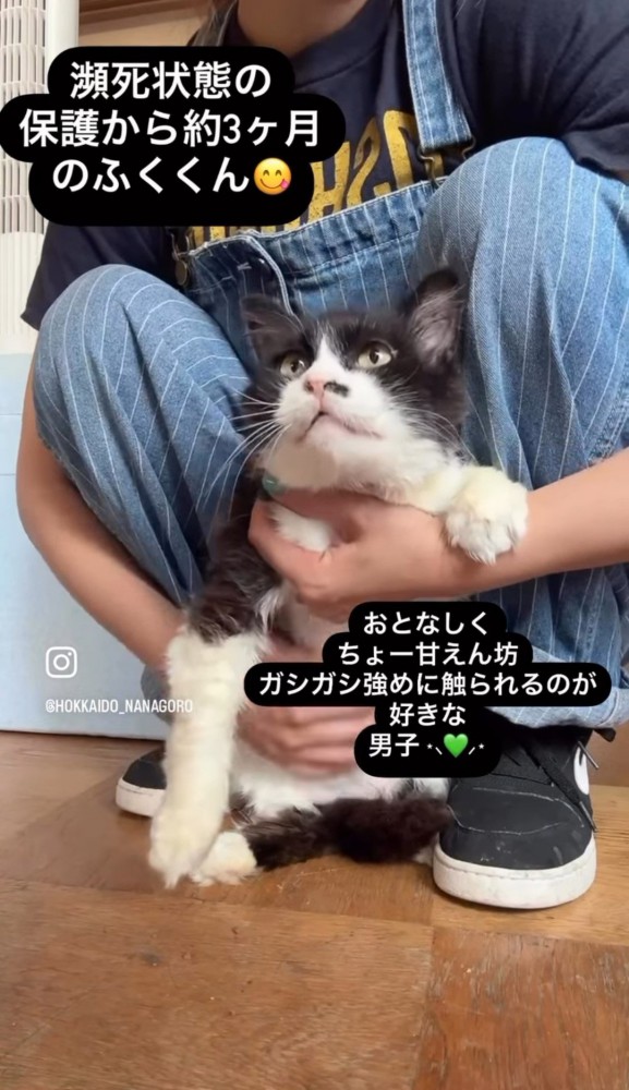 上半身を抱えられて上を向く猫