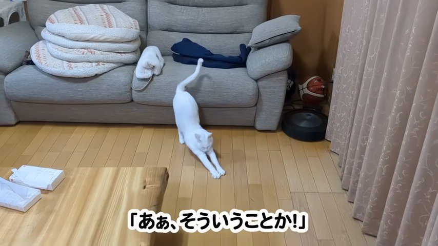 伸びをする猫