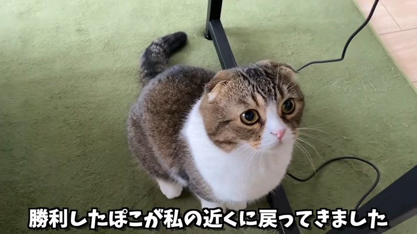 おすわりする猫